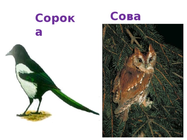 Сова Сорока 