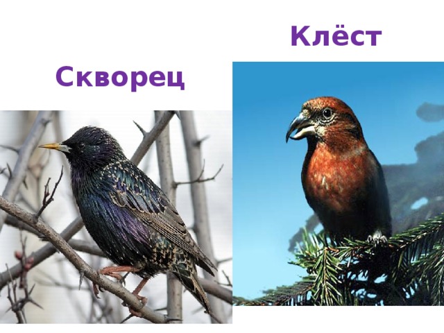 Клёст Скворец 