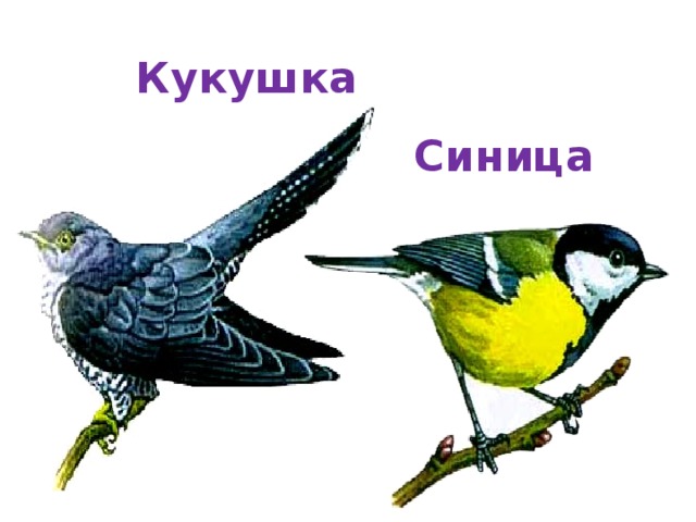 Кукушка Синица   