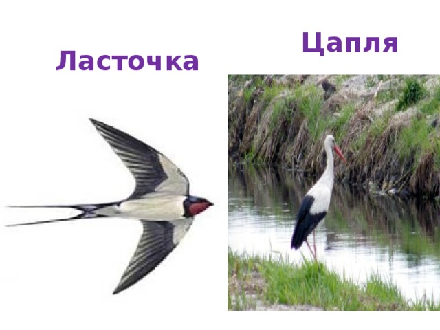 Цапля Ласточка 