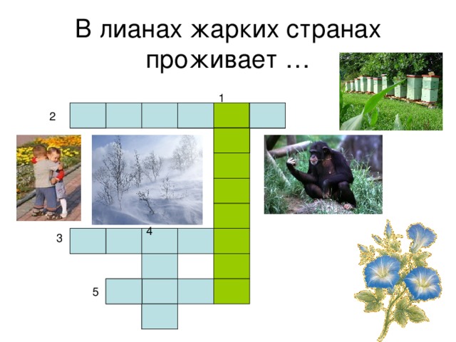 В лианах жарких странах проживает … 