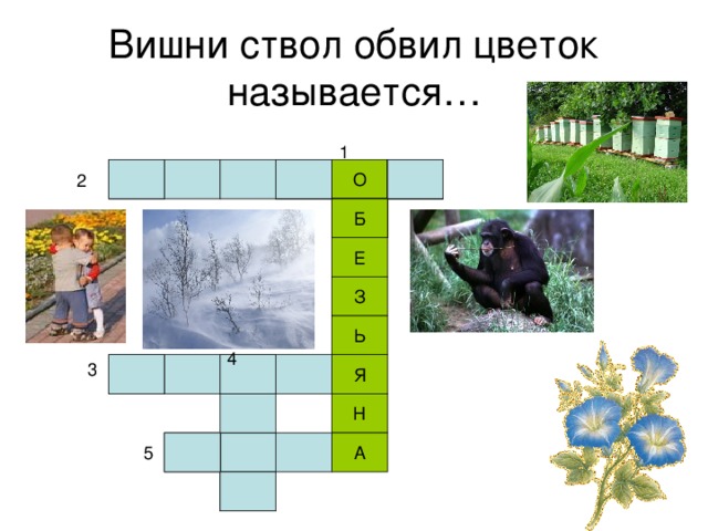 Вишни ствол обвил цветок называется… 