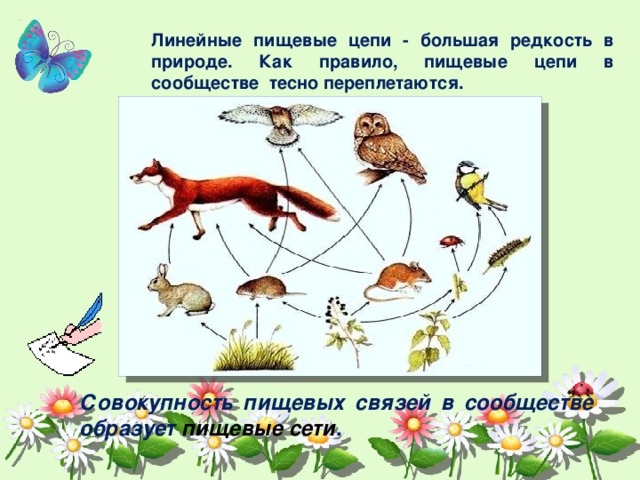 Линейные пищевые цепи - большая редкость в природе. Как правило, пищевые цепи в сообществе тесно переплетаются. Совокупность пищевых связей в сообществе образует пищевые сети . 
