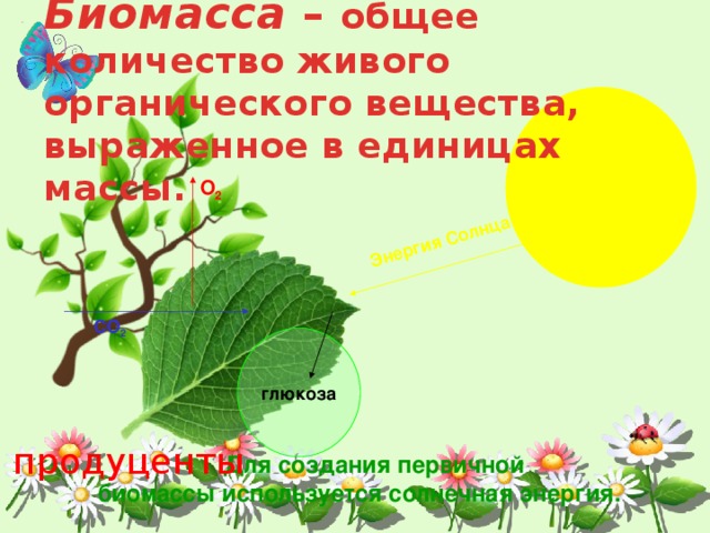 Энергия Солнца Биомасса – общее количество живого органического вещества, выраженное в единицах массы. О 2 СО 2 глюкоза продуценты  Для создания первичной  биомассы используется солнечная энергия. 