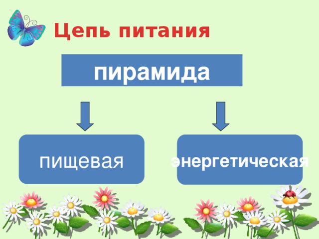Цепь питания пирамида пищевая энергетическая 