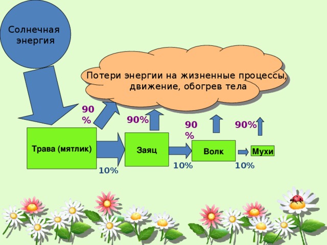 Солнечная энергия Потери энергии на жизненные процессы, движение, обогрев тела 90% 90% 90% 90% Трава (мятлик) Заяц Волк Мухи 10% 10% 10% 