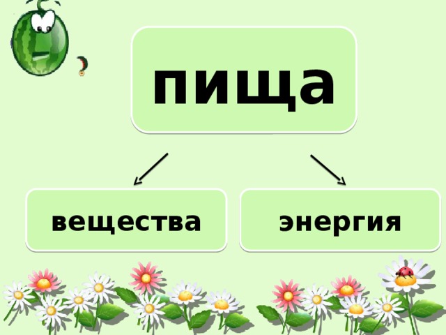 пища вещества энергия 