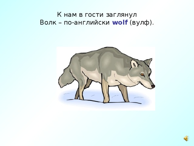 К нам в гости заглянул  Волк – по-английски wolf (вулф). 