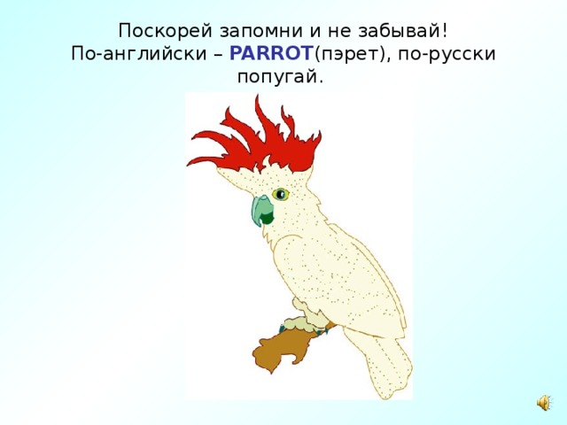 Поскорей запомни и не забывай!  По-английски – PARROT (пэрет), по-русски попугай.  