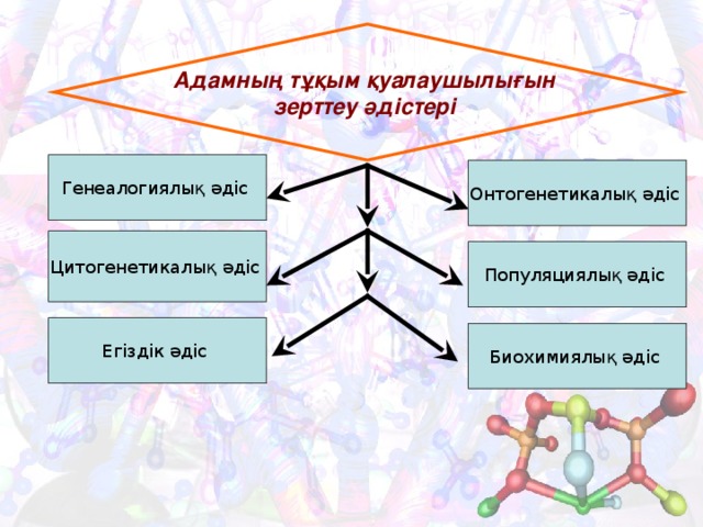 Адамның тұқым қуалаушылығын зерттеу әдістері Генеалогиялық әдіс Онтогенетикалық әдіс Цитогенетикалық әдіс Популяциялық әдіс Егіздік әдіс Биохимиялық әдіс 