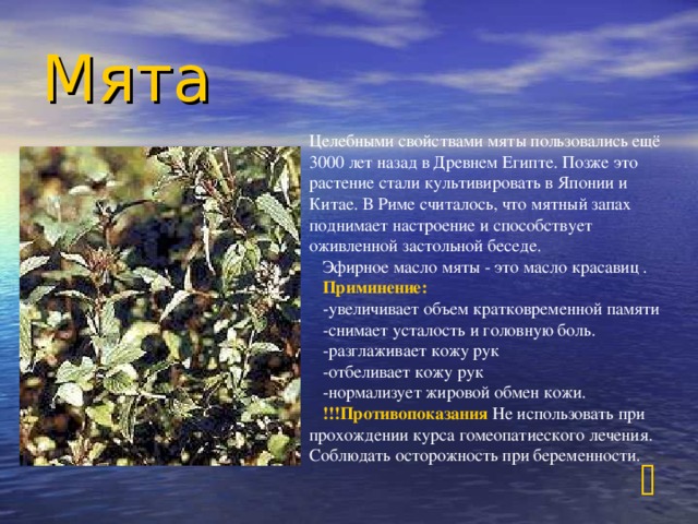 Мята Целебными свойствами мяты пользовались ещё 3000 лет назад в Древнем Египте. Позже это растение стали культивировать в Японии и Китае. В Риме считалось, что мятный запах поднимает настроение и способствует оживленной застольной беседе.    Эфирное масло мяты - это масло красавиц .  Приминение :  -увеличивает объем кратковременной памяти  -снимает усталость и головную боль.    -разглаживает кожу рук   -отбеливает кожу рук  -нормализует жировой обмен кожи.  !!!Противопоказания Не использовать при прохождении курса гомеопатиеского лечения. Соблюдать осторожность при беременности. 