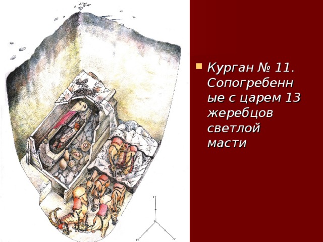Курган № 11. Сопогребенные с царем 13 жеребцов светлой масти 