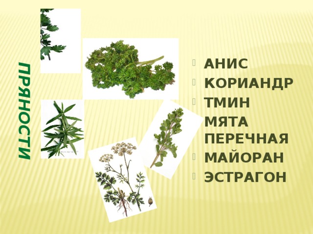 ПРЯНОСТИ АНИС КОРИАНДР ТМИН МЯТА ПЕРЕЧНАЯ МАЙОРАН ЭСТРАГОН 