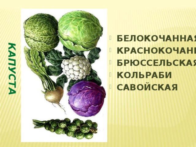 КАПУСТА БЕЛОКОЧАННАЯ КРАСНОКОЧАННАЯ БРЮССЕЛЬСКАЯ КОЛЬРАБИ САВОЙСКАЯ 