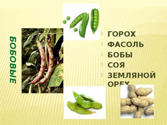 БОБОВЫЕ ГОРОХ ФАСОЛЬ БОБЫ СОЯ ЗЕМЛЯНОЙ ОРЕХ 