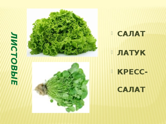 ЛИСТОВЫЕ САЛАТ ЛАТУК КРЕСС-САЛАТ   