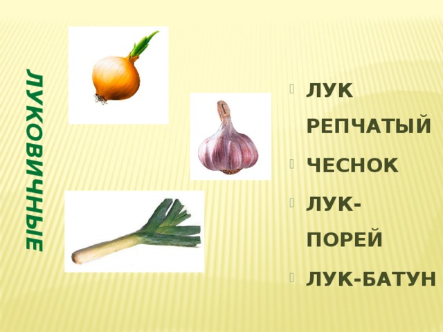 ЛУКОВИЧНЫЕ ЛУК РЕПЧАТЫЙ ЧЕСНОК ЛУК-ПОРЕЙ ЛУК-БАТУН 