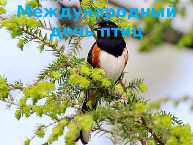 Международный день птиц 
