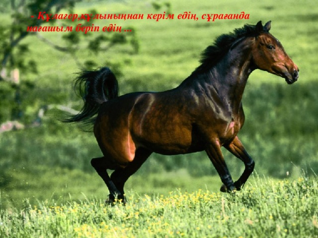  - Құлагер,құлыныңнан керім едің, сұрағанда нағашым беріп едің ... 6 