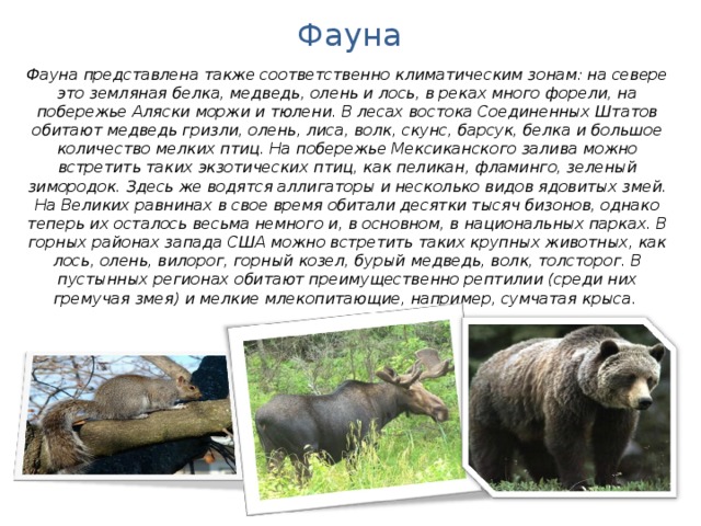 Фауна Фауна представлена также соответственно климатическим зонам: на севере это земляная белка, медведь, олень и лось, в реках много форели, на побережье Аляски моржи и тюлени. В лесах востока Соединенных Штатов обитают медведь гризли, олень, лиса, волк, скунс, барсук, белка и большое количество мелких птиц. На побережье Мексиканского залива можно встретить таких экзотических птиц, как пеликан, фламинго, зеленый зимородок. Здесь же водятся аллигаторы и несколько видов ядовитых змей. На Великих равнинах в свое время обитали десятки тысяч бизонов, однако теперь их осталось весьма немного и, в основном, в национальных парках. В горных районах запада США можно встретить таких крупных животных, как лось, олень, вилорог, горный козел, бурый медведь, волк, толсторог. В пустынных регионах обитают преимущественно рептилии (среди них гремучая змея) и мелкие млекопитающие, например, сумчатая крыса.  