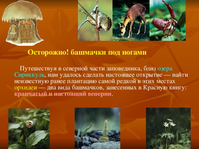  Осторожно! башмачки под ногами   Путешествуя в северной части заповедника, близ озера Сириккуль , нам удалось сделать настоящее открытие — найти неизвестную ранее плантацию самой редкой в этих местах орхидеи — два вида башмачков, занесенных в Красную книгу: крапчатый и настоящий венерин . 