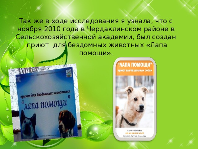     Так же в ходе исследования я узнала, что с ноября 2010 года в Чердаклинском районе в Сельскохозяйственной академии, был создан  приют  для бездомных животных «Лапа помощи».      