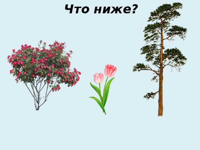 Что ниже? 