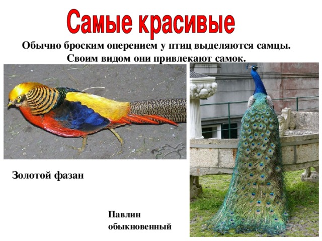 Обычно броским оперением у птиц выделяются самцы. Своим видом они привлекают самок. Золотой фазан Павлин обыкновенный 