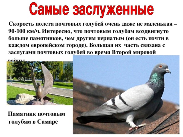 Скорость полета почтовых голубей очень даже не маленькая – 90-100 км/ч. Интересно, что почтовым голубям воздвигнуто больше памятников, чем другим пернатым (он есть почти в каждом европейском городе). Большая их часть связана с заслугами почтовых голубей во время Второй мировой  войны.  Памятник почтовым голубям в Самаре 