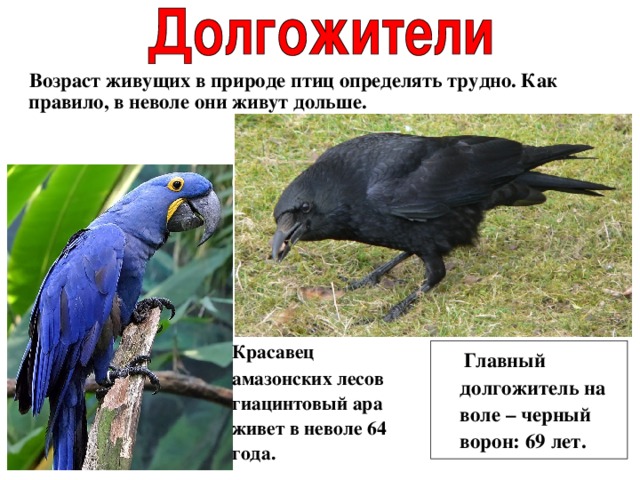  Возраст живущих в природе птиц определять трудно. Как правило, в неволе они живут дольше.  Красавец амазонских лесов гиацинтовый ара живет в неволе 64 года.  Главный долгожитель на воле – черный ворон: 69 лет. 