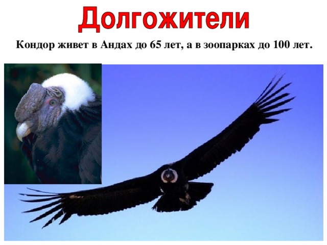  Кондор живет в Андах до 65 лет, а в зоопарках до 100 лет. 