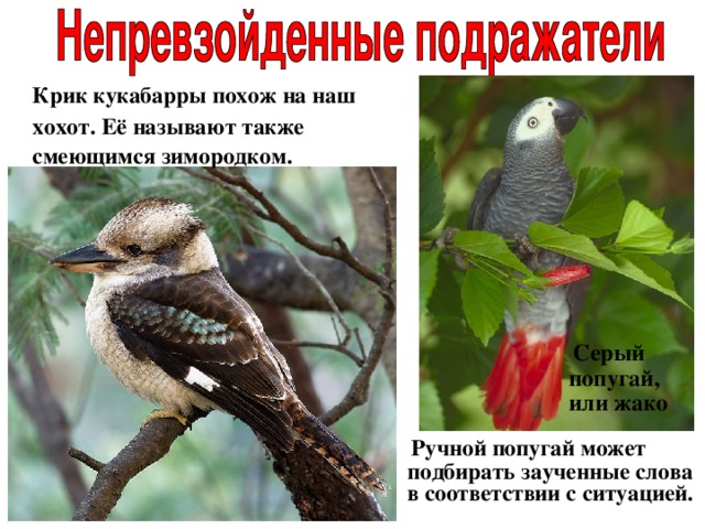  Крик кукабарры похож на наш хохот. Её называют также смеющимся зимородком.  Серый попугай, или жако  Ручной попугай может подбирать заученные слова в соответствии с ситуацией. 