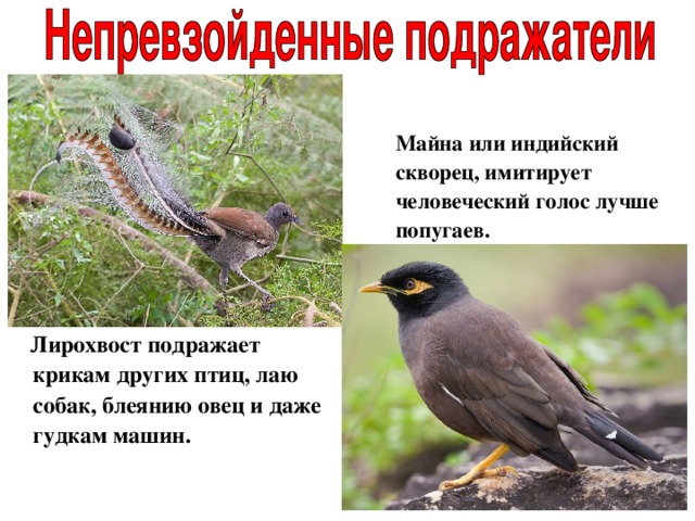  Майна или индийский скворец, имитирует человеческий голос лучше попугаев.  Лирохвост подражает крикам других птиц, лаю собак, блеянию овец и даже гудкам машин. 