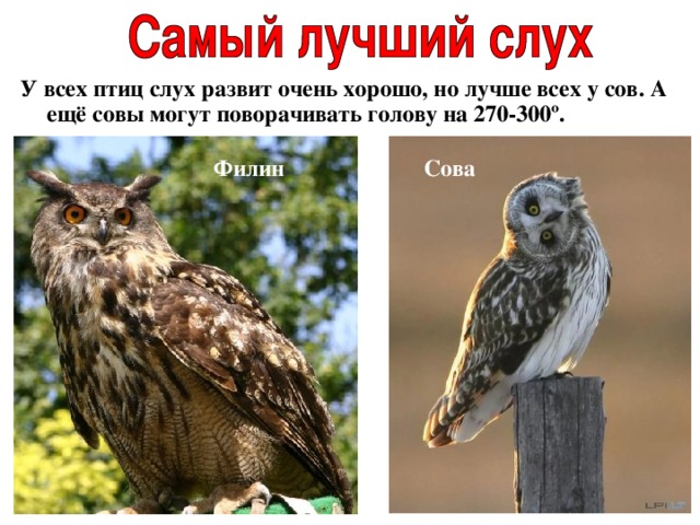 У всех птиц слух развит очень хорошо, но лучше всех у сов. А ещё совы могут поворачивать голову на 270-300 º .  Филин  Сова 