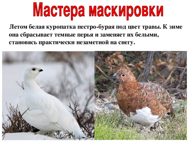  Летом белая куропатка пестро-бурая под цвет травы. К зиме она сбрасывает темные перья и заменяет их белыми, становясь практически незаметной на снегу. 