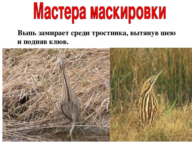  Выпь замирает среди тростника, вытянув шею и подняв клюв. 