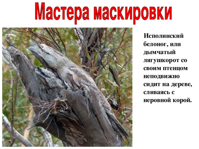  Исполинский белоног, или дымчатый лягушкорот со своим птенцом неподвижно сидит на дереве, сливаясь с неровной корой. 