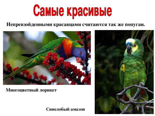 Непревзойденными красавцами считаются так же попугаи. Многоцветный лорикет Синелобый амазон 