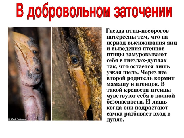  Гнезда птиц-носорогов интересны тем, что на период высиживания яиц и выведения птенцов птицы замуровывают себя в гнездах-дуплах так, что остается лишь узкая щель. Через нее второй родитель кормит мамашу и птенцов. В такой крепости птенцы чувствуют себя в полной безопасности. И лишь когда они подрастают самка разбивает вход в дупло.  
