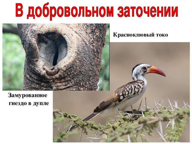 Красноклювый токо  Замурованное гнездо в дупле 