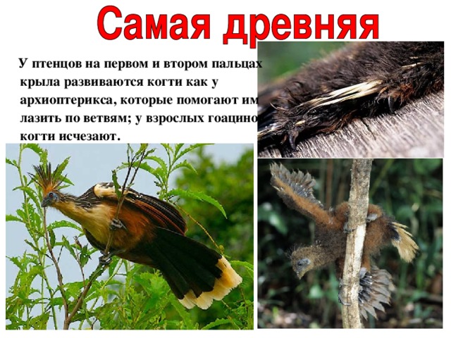  У птенцов на первом и втором пальцах крыла развиваются когти как у архиоптерикса, которые помогают им лазить по ветвям; у взрослых гоацинов когти исчезают. 