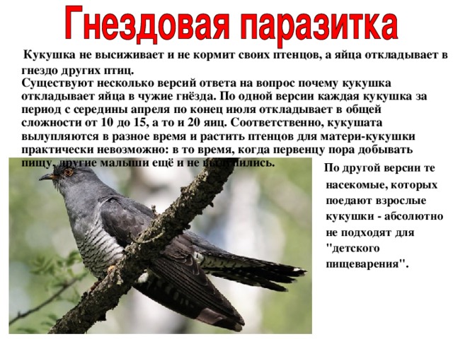  Кукушка не высиживает и не кормит своих птенцов, а яйца откладывает в гнездо других птиц.  Существуют несколько версий ответа на вопрос почему кукушка откладывает яйца в чужие гнёзда. По одной версии каждая кукушка за период с середины апреля по конец июля откладывает в общей сложности от 10 до 15, а то и 20 яиц. Соответственно, кукушата вылупляются в разное время и растить птенцов для матери-кукушки практически невозможно: в то время, когда первенцу пора добывать пищу, другие малыши ещё и не вылупились.  По другой версии те насекомые, которых поедают взрослые кукушки - абсолютно не подходят для 