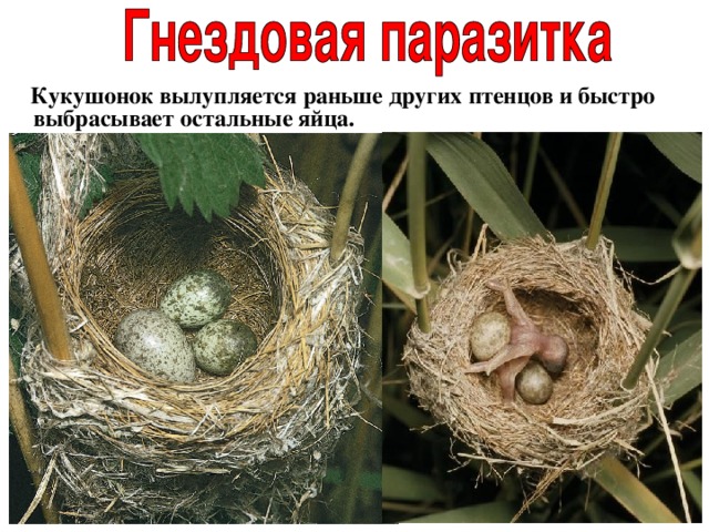  Кукушонок вылупляется раньше других птенцов и быстро выбрасывает остальные яйца. 