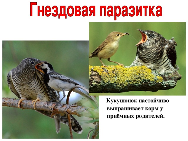  Кукушонок настойчиво выпрашивает корм у приёмных родителей. 