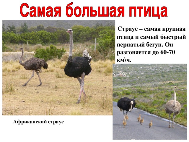  Страус – самая крупная птица и самый быстрый пернатый бегун. Он разгоняется до 60-70 км\ч. Африканский страус 