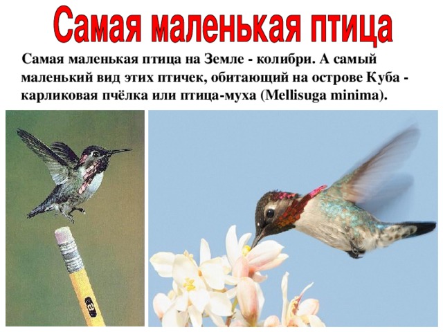  Самая маленькая птица на Земле - колибри. А самый маленький вид этих птичек, обитающий на острове Куба - карликовая пчёлка или птица-муха (Mellisuga minima). 