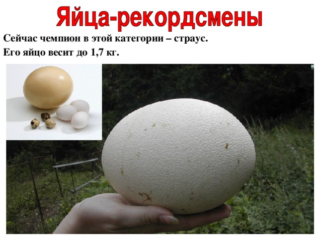 Сейчас чемпион в этой категории – страус.  Его яйцо весит до 1,7 кг. 