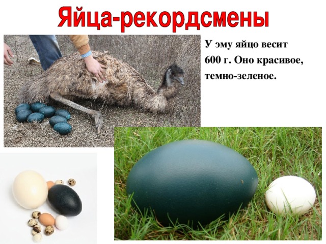 У эму яйцо весит 600 г. Оно красивое, темно-зеленое. 