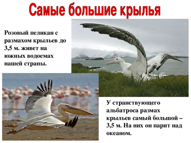Розовый пеликан с размахом крыльев до 3,5 м. живет на южных водоемах нашей страны.  У странствующего альбатроса размах крыльев самый большой – 3,5 м. На них он парит над океаном. 