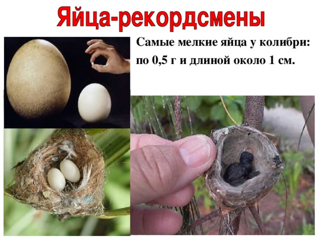 Самые мелкие яйца у колибри: по 0,5 г и длиной около 1 см. 
